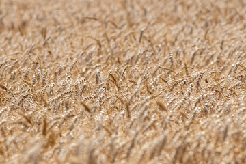 Golden wheat texture