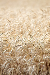 Wheat field in breeze