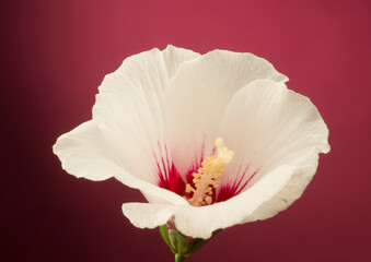Obraz na płótnie Canvas hibiscus syriac flower for background.delicate burgundy white bud of hibiscus syriac macro isolated