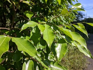 agarwood tree (Aquilaria malaccensis) in the morning