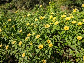 Damiana Flower (Turnera Ulmifolia) blooming in the morning