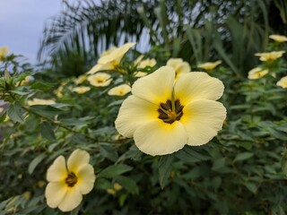 Damiana Flower (Turnera Ulmifolia) blooming in the morning