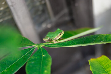 アマガエル　葉の上　パキラ