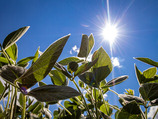 Soybean plants looking up at blue sunny sky