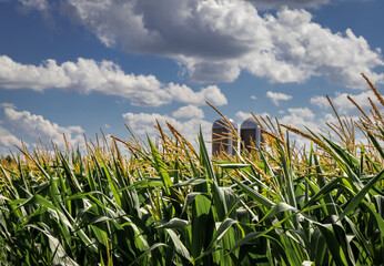 Corn stalks and silos