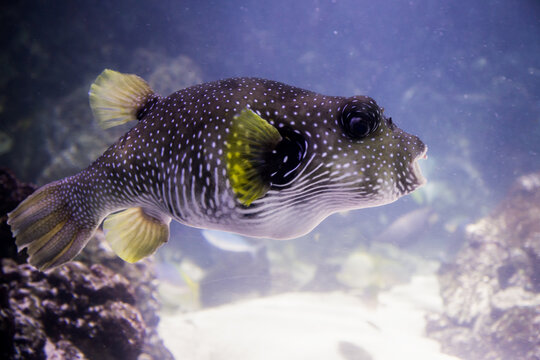 A White-spotted puffer fish, swimming among the rocks. He has bright white spots and yellow fins