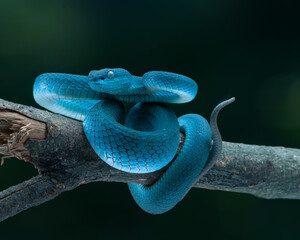Blue viper 