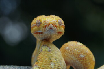 close up of a snake 