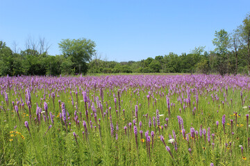Prairie blazing dominates a meadow at Camp Pine Woods in Des Plaines, Illinois