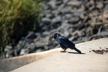 Fish Crow