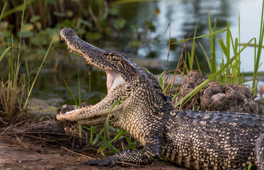 American alligator keep cool