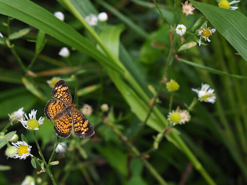 beautiful pearl crescent butterfly on native plants along Potomac river