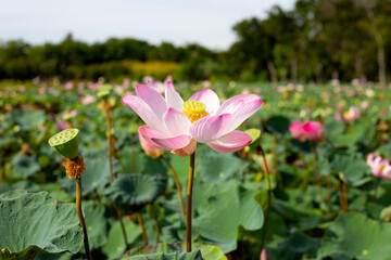 Beautiful blooming pink lotus flower with leaves, Waterlily pond