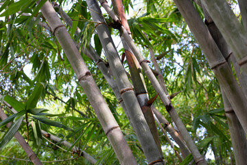 Fototapeta premium Bamboo plant in the garden