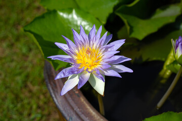 Beautiful blooming lotus flower with leaves, Purple water lily in pot