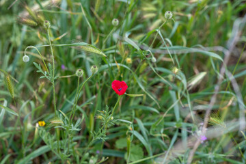 A red poppy surrounded by grass in the middle of the field