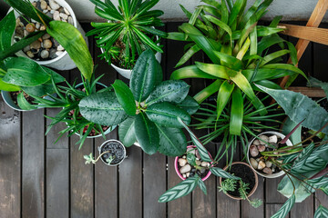 A lot of plants of all kinds each one in its pot recently watered on a terrace with acacia wood floor