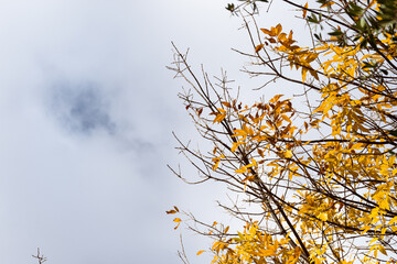 Tree with yellow leaves characteristic of autumn and cloudy sky.