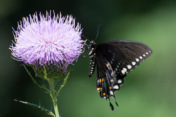 Butterfly 2020-73 / Spicebush Swallowtail (Papilio Troilus)