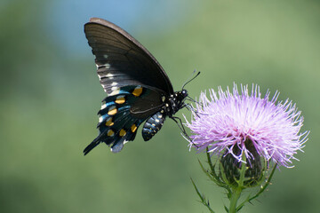 Butterfly 2020-74 / Pipevine swallowtail (Battus philenor)