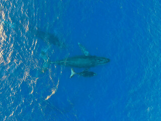 Fototapeta premium Whales, North Shore, Oahu, Hawaii