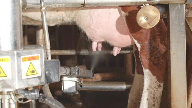 Automatic milking machine.
The automatic milking machine takes the tubes from the udders after milking and sprays medicine.
