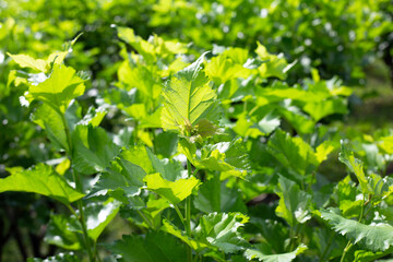 Obraz premium Fresh green leaves of mulberry tree in the garden
