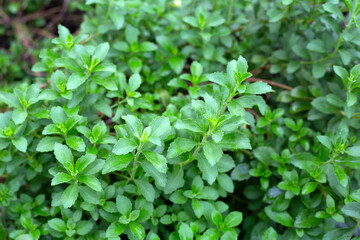Fototapeta na wymiar Green leaves of stevia plant