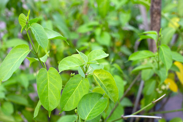 Gurmar medicinal plant, Fresh leaves of herb