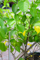 Gurmar medicinal plant, Fresh leaves of herb