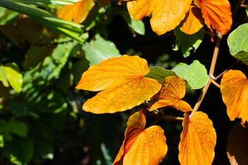 Bauhinia aureifolia or gold leaf bauhinia