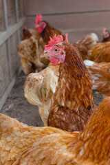 Hens in the chicken farm. Organic poultry house.