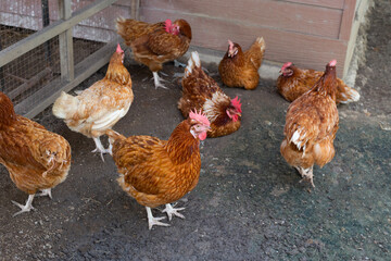 Hens in the chicken farm. Organic poultry house.
