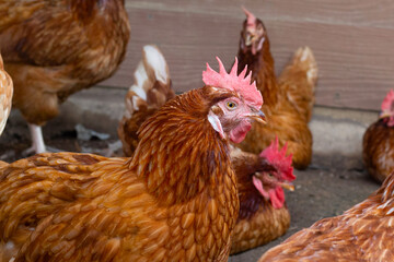 Hens in the chicken farm. Organic poultry house.