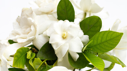 Cape jasmine or garden gardenia, gerdenia flower