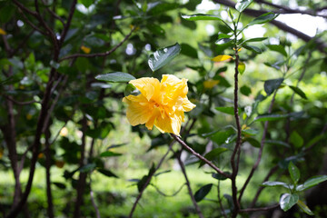 Blossom of hibiscus flower on tree