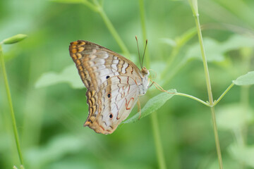 Butterfly 2019-261 / White peacock butterfly (Anartia jatrophae)
