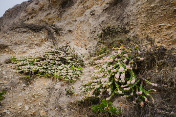 Seaside buckwheat, or coast buckwheat on the beach in bloom, California central coast. Eriogonum latifolium close-up on the beach