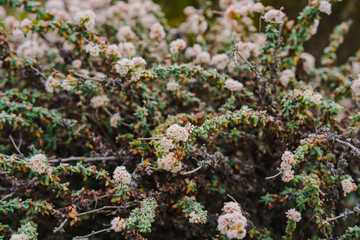 Seaside buckwheat, or coast buckwheat on the beach in bloom, California central coast. Eriogonum latifolium close-up on the beach