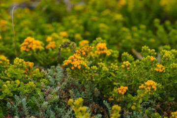 Wild buckwheat flower, or sulphur flower, in bloom on the beach, Eriogonum umbellatum.