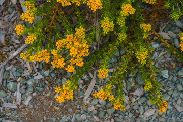 Wild buckwheat flower, or sulphur flower, in bloom on the beach, Eriogonum umbellatum.