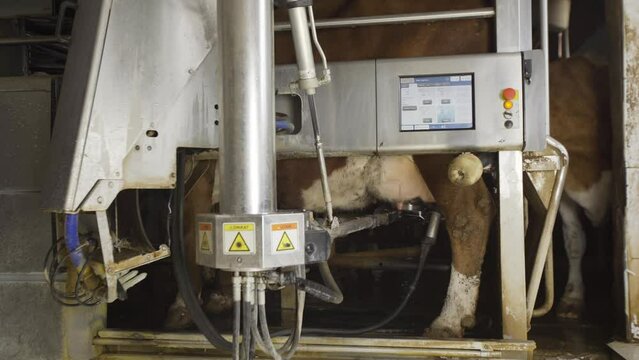 State of the art milking machine.
A device that automatically finds the udder of the cow and milks it.

