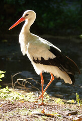 Weißstorch (Ciconia ciconia) im Gegenlicht schreitet erhaben. Der Hintergrund ist schwarz. Das Weiß des Vogels scheint magisch zu leuchten. Ein edles, schönes, großes Tier! 