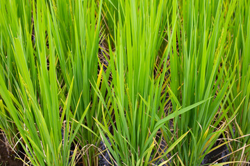 Rice plant in rice field.