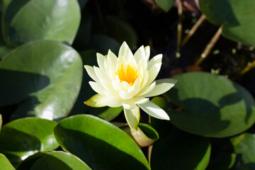 Fototapeta premium Beautiful blooming lotus flower with leaves, Waterlily pond