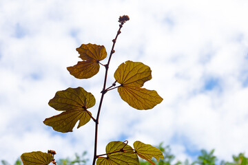Obraz premium Bauhinia aureifolia or gold leaf bauhinia