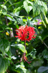 Blossom of Hibiscus schizopetalus flower on tree