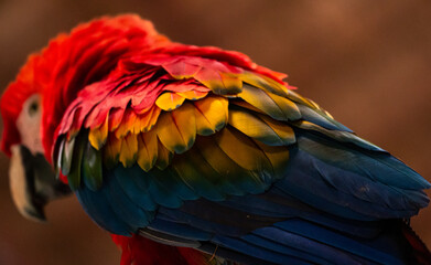 Obraz premium Close up of scarlet macaw colourful feathers in peru tambopata madre de dios