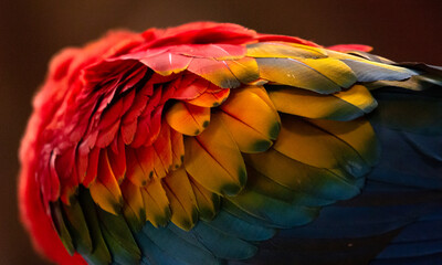 Close up of scarlet macaw colourful feathers in peru tambopata madre de dios