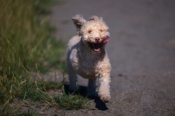 2022-08-06 A SMALL THREE LEGGED DOG RUNNING WITH ITS EARS UP TOUNGE OUT AT THE MARYMOOR OFF LEASH DOG AREA IN REDMOND WASHINGTON